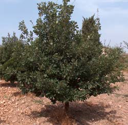 Roble pubescente Trufero - Tuber Melanosporum